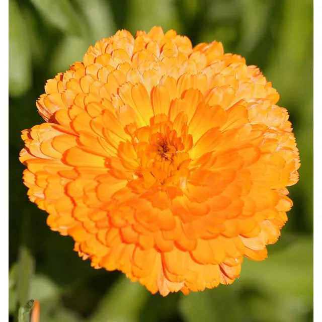 West Coast Seeds Flower Seeds - Calendula Seeds - Indian Prince 1g - Irvine Tack & Western Wear