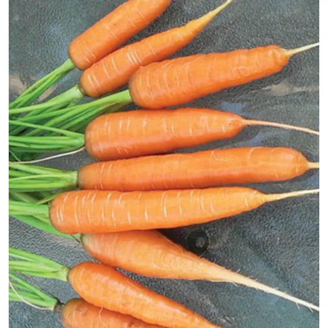 West Coast Seeds Carrots - Scarlet Nantes 0.75g - Irvine Tack & Western Wear