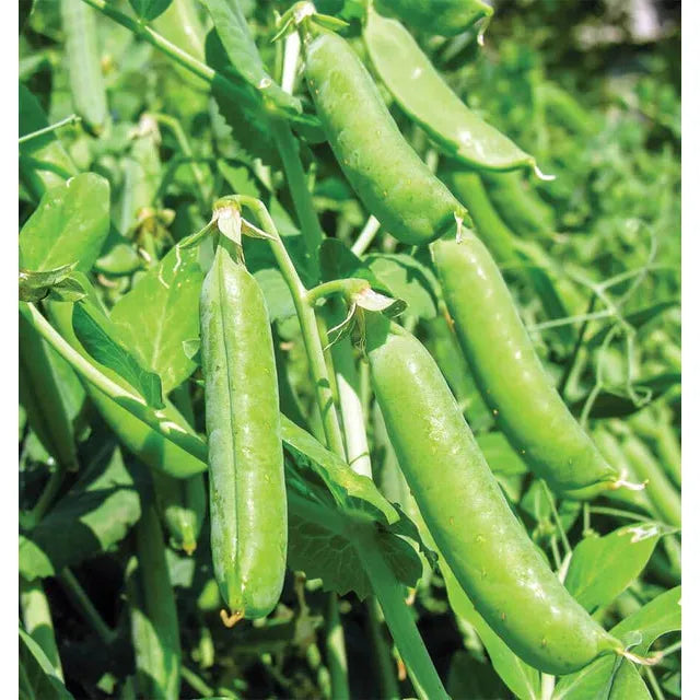 West Coast Seeds - Vegetable Seeds - Bolero Shelling Peas   20g
