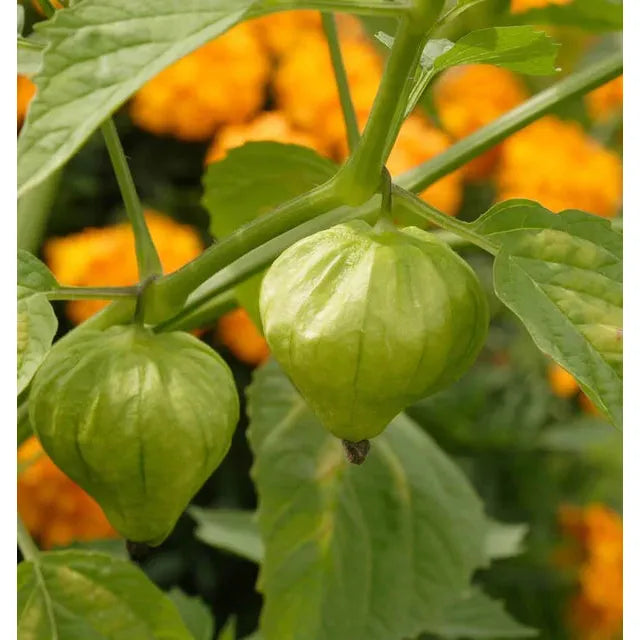West Coast Seeds - Vegetable Seeds - Toma Verde Tomatillo  0.1 g