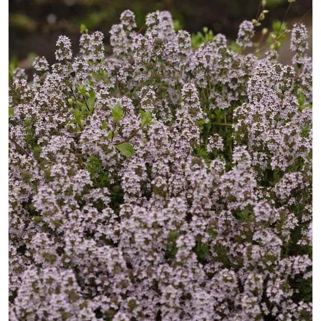 West Coast Seeds Herb Seeds - Winter Thyme  0.1g
