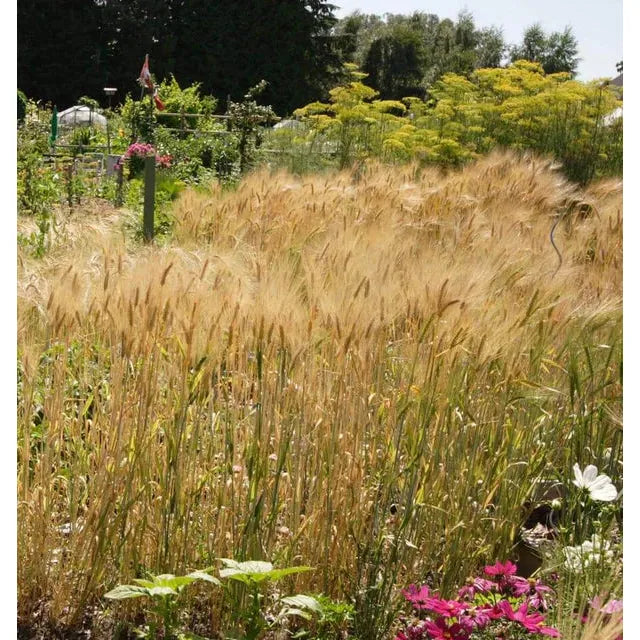 West Coast Seeds - Barley Seeds - Barley   125g