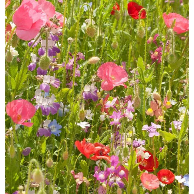 West Coast Seeds Flower Seeds - Wildflowers - Partial Shade Blend  25g