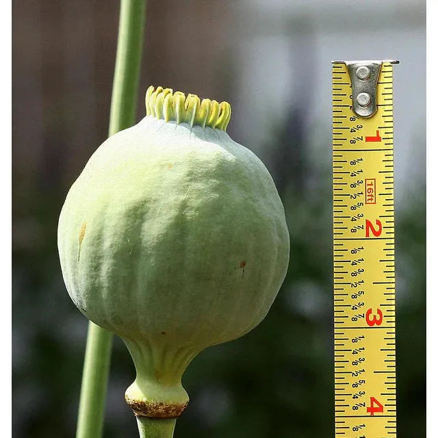 West Coast Seeds Flower Seeds - Poppies - Giganthemum  0.25g