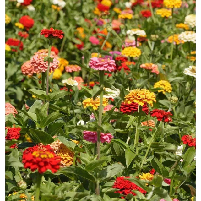 West Coast Seeds - Flower Seeds - Zinnias Giant Blue Point Formula Mix  1g