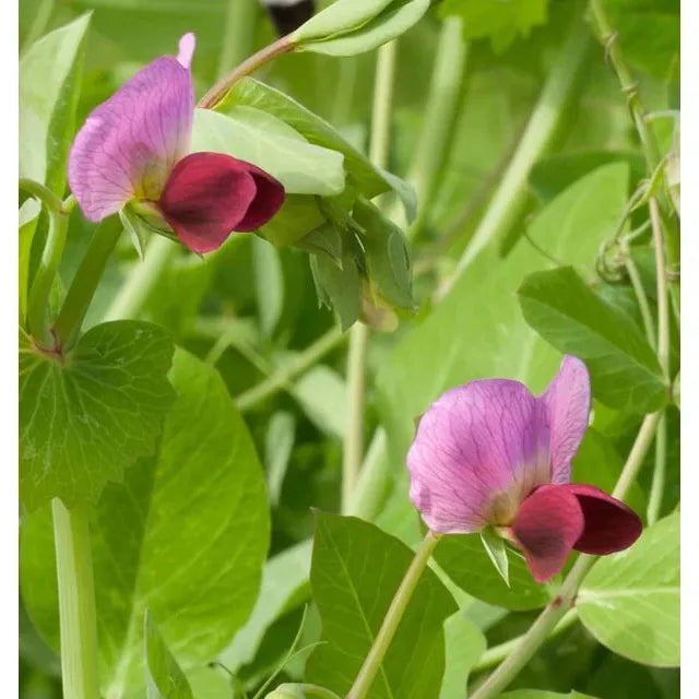 West Coast Seeds - Vegetable Seeds - Dwarf Grey Sugar Snow Pea  20g