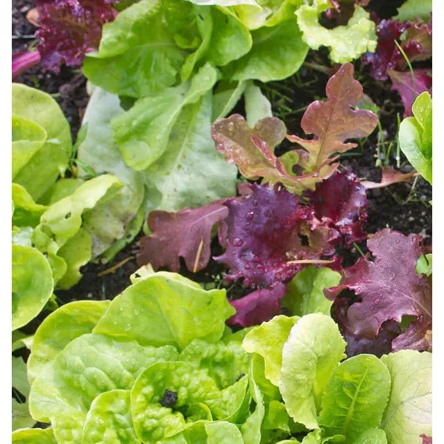 West Coast Seeds - Vegetable Seeds - Lettuce Super Gourmet Salad Blend   5g