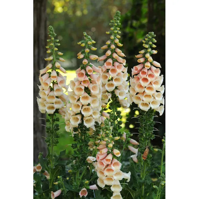 West Coast Seeds Flower Seeds - Dalmatian Peach F1 Pelleted 25 Seeds - Irvine Tack & Western Wear