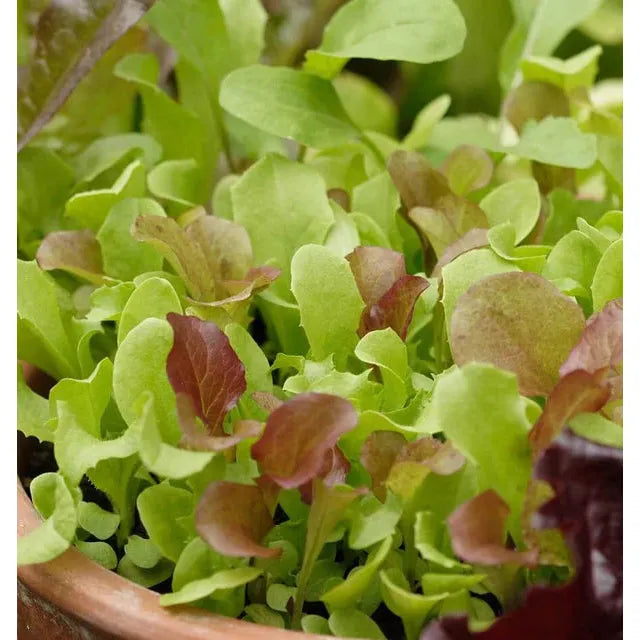West Coast Seeds - Vegetable Seeds - West Coast Market Mix  5g