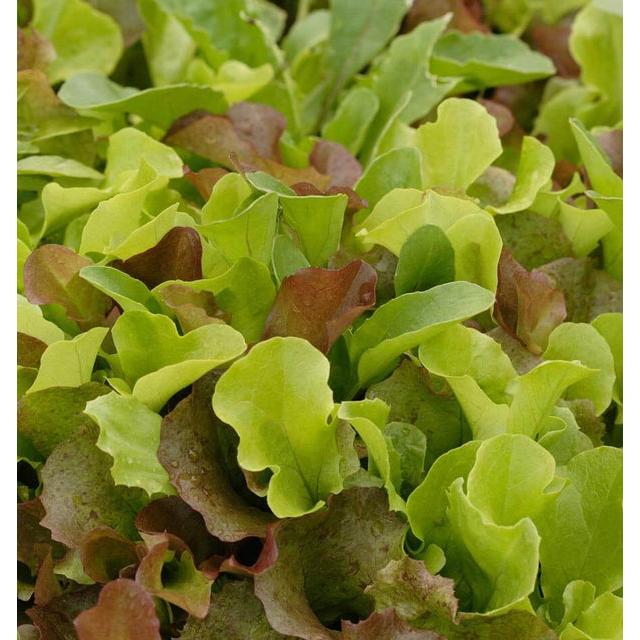 West Coast Seeds - Vegetable Seeds - Lettuce Super Gourmet Salad Blend   5g