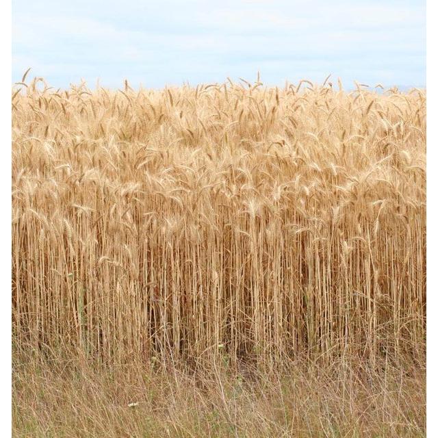 West Coast Seeds - Barley Seeds - Barley   125g