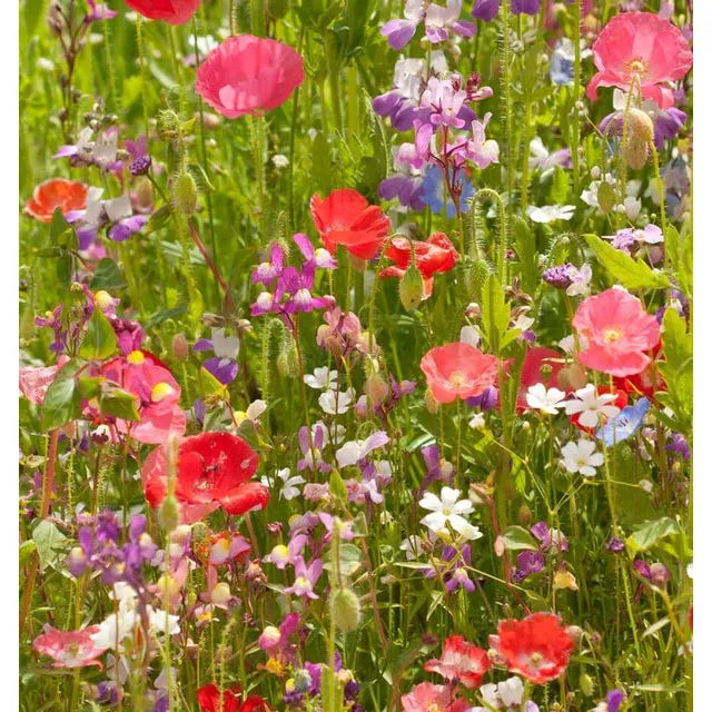 West Coast Seeds Flower Seeds - Wildflowers - Partial Shade Blend  25g