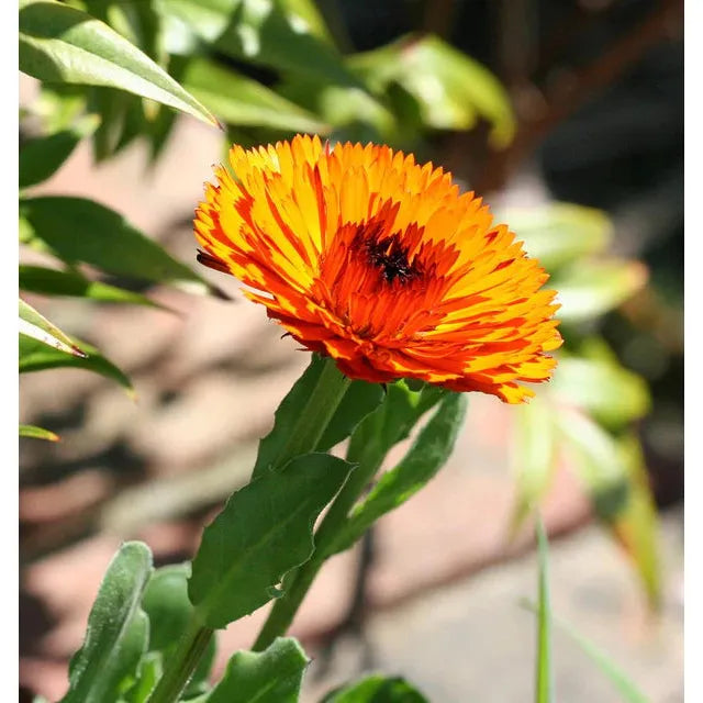 West Coast Seeds Flower Seeds - Calendula Seeds - Indian Prince 1g - Irvine Tack & Western Wear