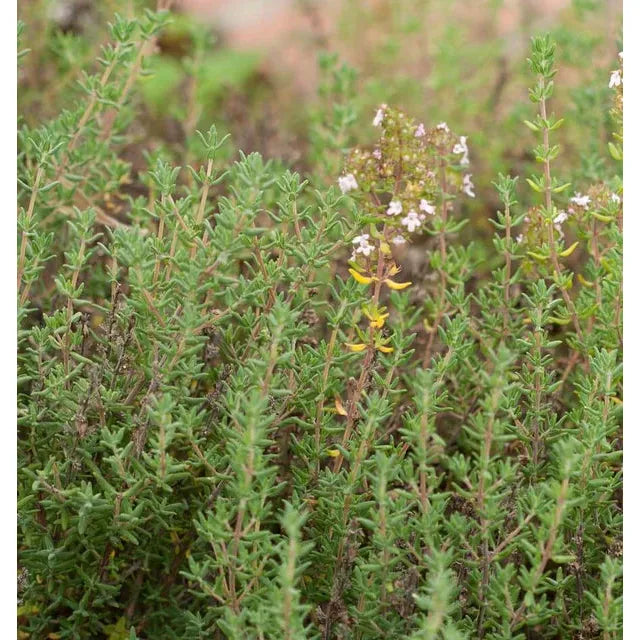West Coast Seeds Herb Seeds - Winter Thyme  0.1g