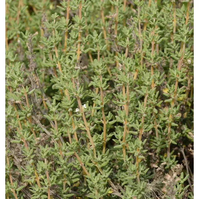 West Coast Seeds Herb Seeds - Winter Thyme  0.1g