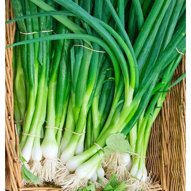 West Coast Seeds Vegetable Seeds - Onions Eiffel  1g