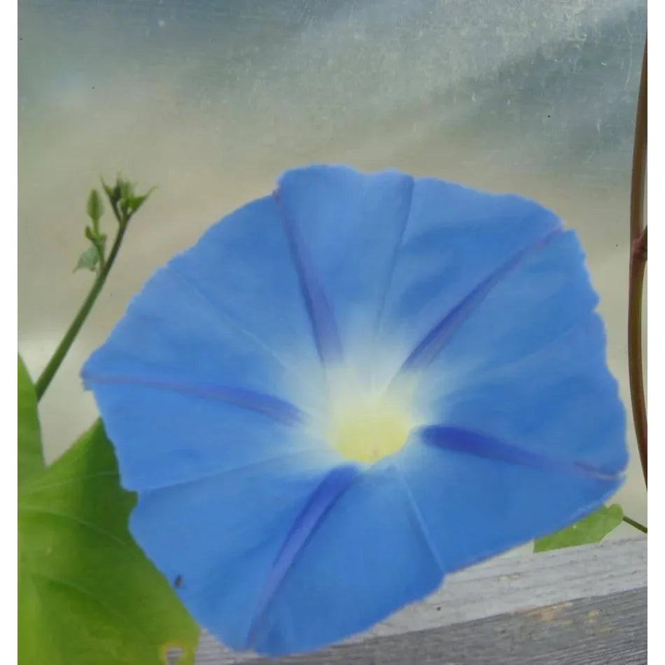 West Coast Seeds Flower Seeds - Morning Glory - Heavenly Blue 2g