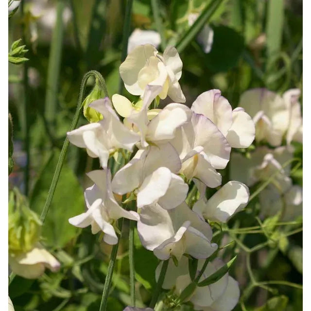 West Coast Seeds Flower Seeds - Sweet Peas - High Scent  5g