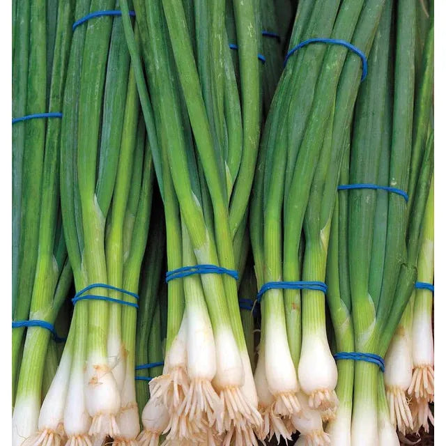 West Coast Seeds Vegetable Seeds - Onions - Ramrod  1g