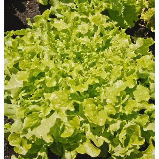 West Coast Seeds Vegetable Seeds - Lettuce - Green Salad Bowl  1g