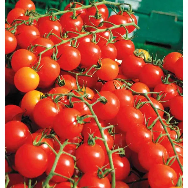 West Coast Seeds Vegetable - Cherry Tomatoes - Sweet Million  25 Seeds