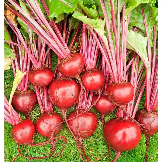 West Coast Seeds Beets - Merlin F1 Organic 100 Seeds