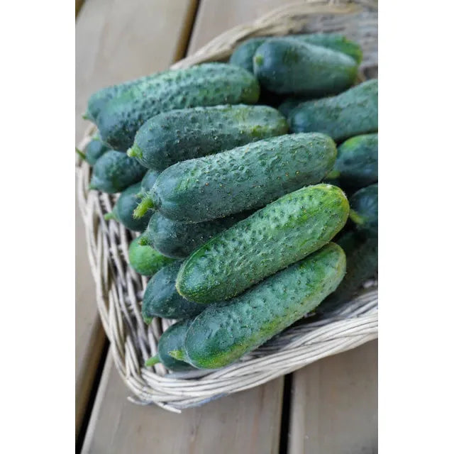 West Coast Seeds - Vegetable - Anya Cucumber Seeds  10 Seeds