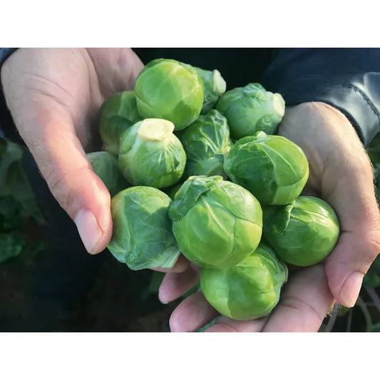 West Coast Seeds Brussel Sprouts - Silvia F1   25 Seeds