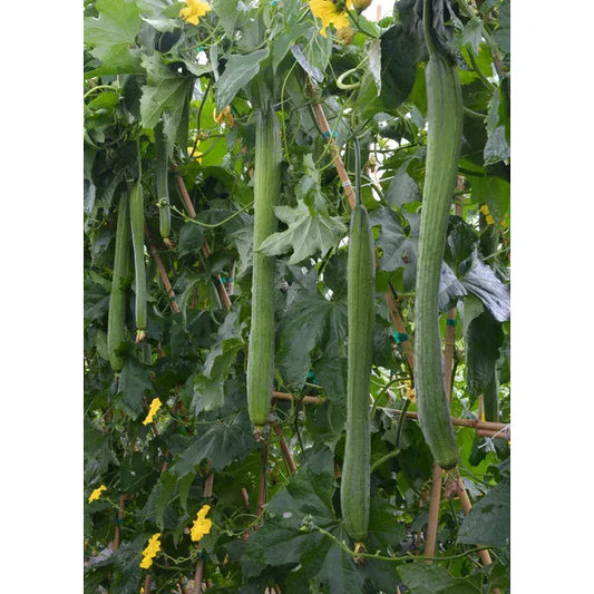 West Coast Seeds Vegetable - Specialty Squash - Emerald F1  1g
