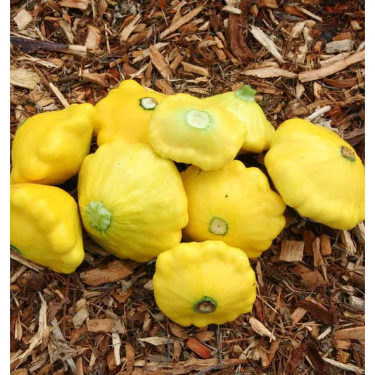 West Coast Seeds Vegetable - Squash-Summer - Sunburst  2g