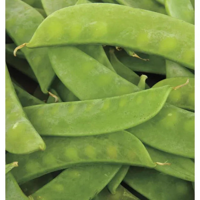 West Coast Seeds Vegetable Seeds - Peas - Mammoth Melting Sugar  20g