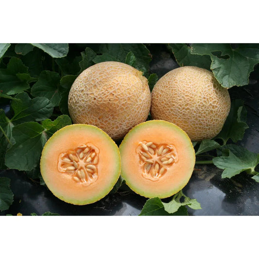 West Coast Seeds Vegetable Seeds - Melon - Tasty Bites F1   5 Seeds