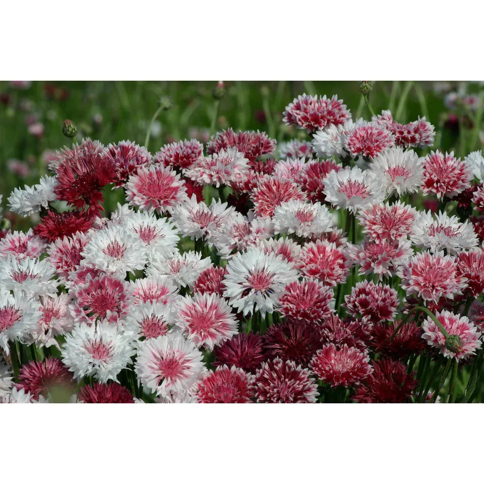 West Coast Seeds - Flower Seeds - Classic Romantic Cornflower Seeds  1g