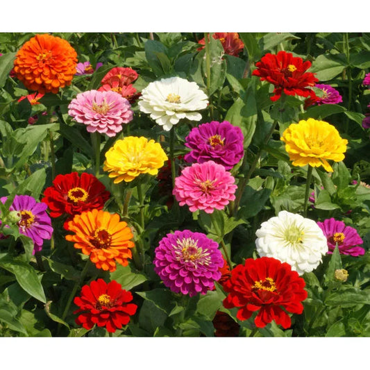 West Coast Seeds Flower Seeds - Zinnias - California Giants Mix  1g - Irvine Tack & Western Wear