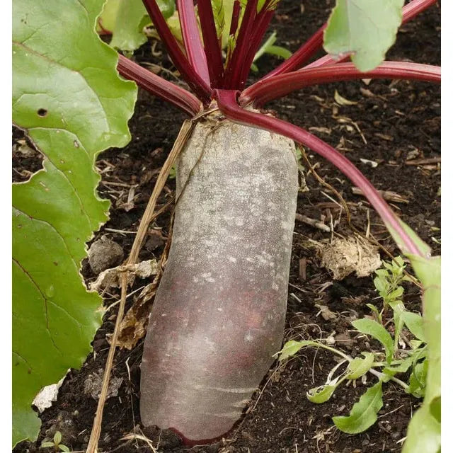 West Coast Seeds - Vegetable - Cylindra Beet Seeds  15g