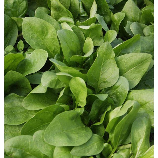 West Coast Seeds Chinese Vegetables - Giant Winter Organic Spinach  5g - Irvine Tack & Western Wear