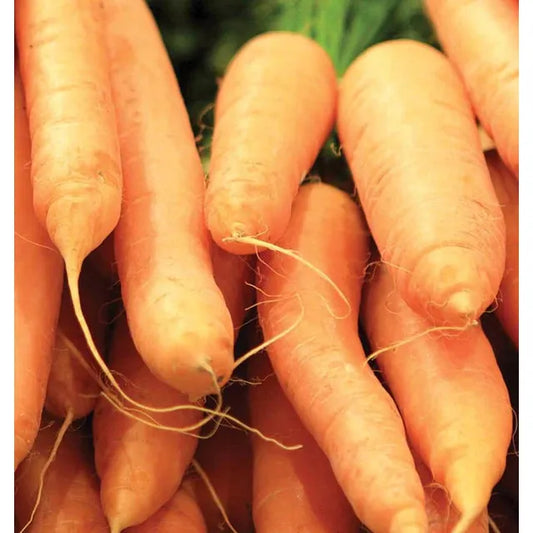 West Coast Seeds Carrots - Scarlet Nantes 0.75g - Irvine Tack & Western Wear