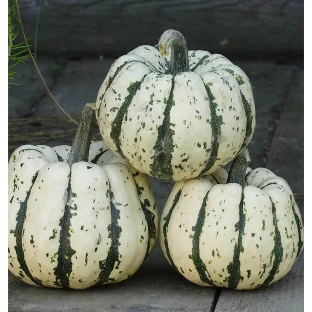 West Coast Seeds Vegetable - Winter Squash - Sweet Dumpling  1g