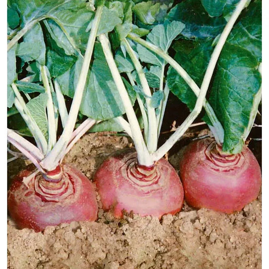 West Coast Seeds Vegetable - Rutabaga - Helenor Coated Organic  25 Seeds