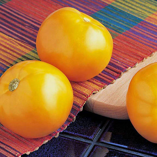 West Coast Seeds Vegetable - Tomatoes - Carolina Gold F1   10 Seeds - Irvine Tack & Western Wear