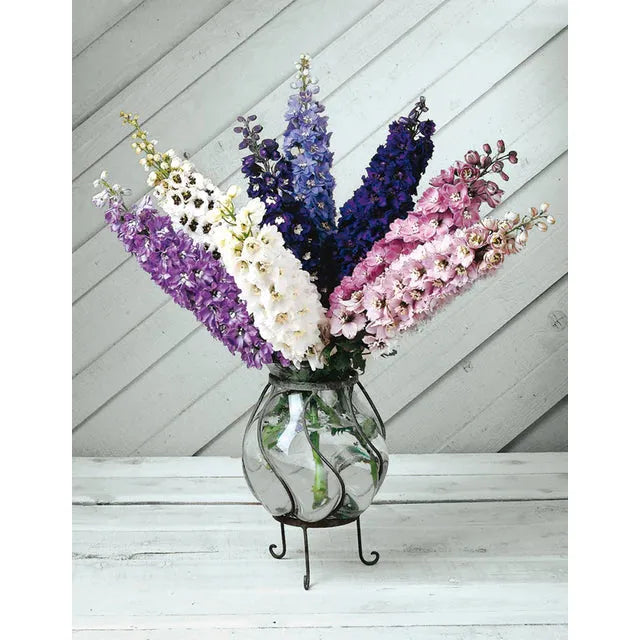 West Coast Seeds Flower Seeds - Delphinium - Magic Fountains Mix  50 Seeds