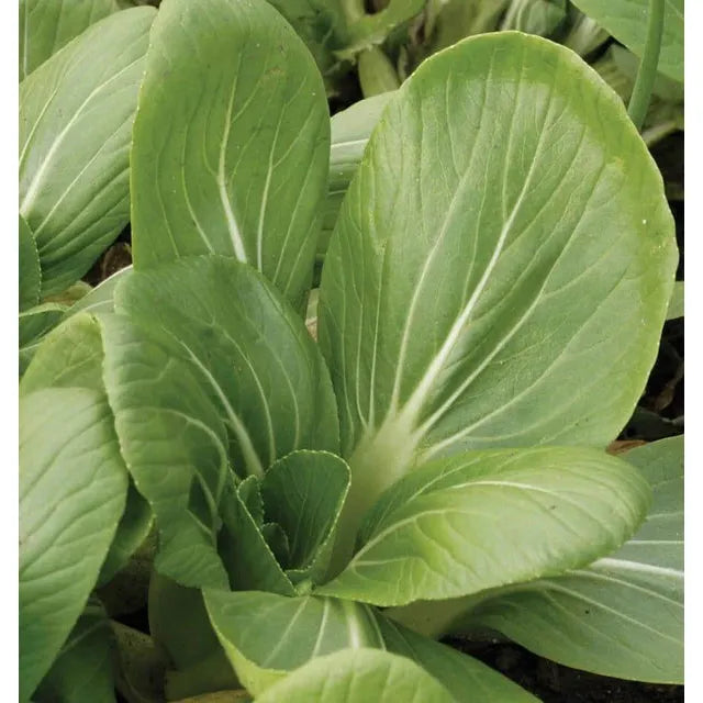 West Coast Seeds Chinese Vegetable Seeds - White Stemmed Pac Choi  1g