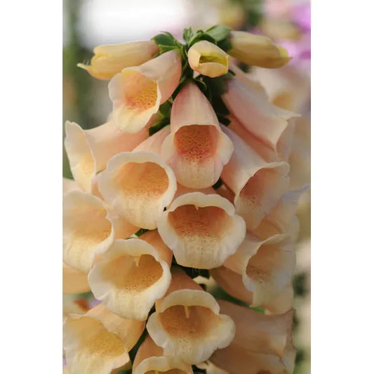 West Coast Seeds Flower Seeds - Dalmatian Peach F1 Pelleted 25 Seeds - Irvine Tack & Western Wear