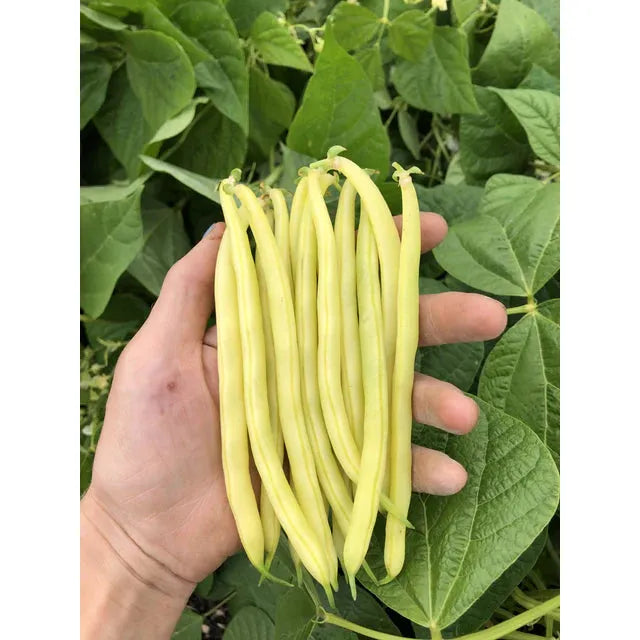 West Coast Seeds - Vegetable - Beans Gold Rush Organic  20g