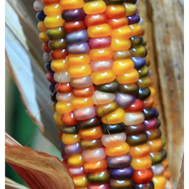 West Coast Seeds Corn - Glass Gem Organic  10g