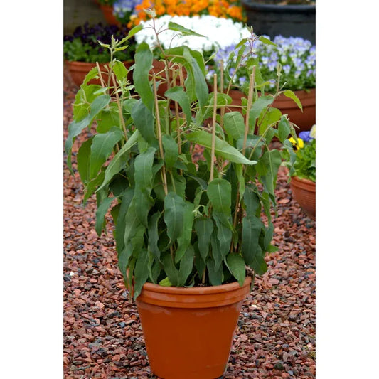 West Coast Seeds Flower Seeds - Eucalyptus - Lemon Bush  15 Seeds - Irvine Tack & Western Wear