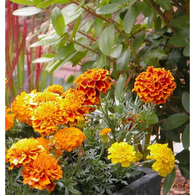 West Coast Seeds Flower Seeds - Brocade  1g