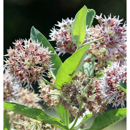 West Coast Seeds - Flower Seeds - Showy Milkweed  0.25g