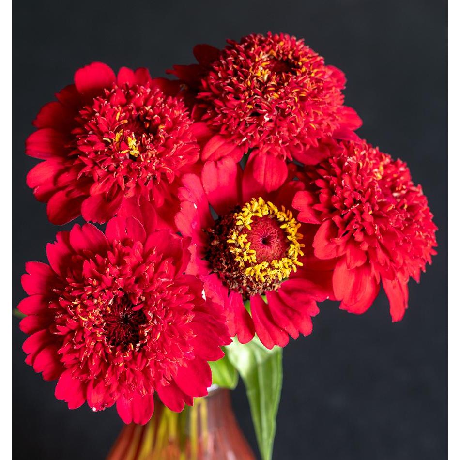 West Coast Seeds - Flower Seeds - Zinnias Sanguinea Cupcake  0.3g