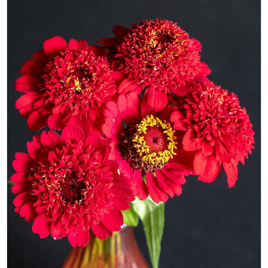 West Coast Seeds - Flower Seeds - Zinnias Sanguinea Cupcake  0.3g